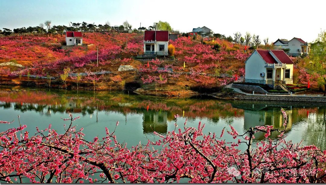 As #QingmingFestival approaches, explore #Zibo Yiyuan's vast cherry blossoms, peach blossoms, rapeseed flower fields, and ancient fringe trees🌹🌷🌺. 

Embrace nature's beauty for a visual and spiritual feast. Join us👇👇! #TourZibo #ZiboSpring #SpringinChina <a href="/ShaanxiPlus/">Shaanxi Plus</a>