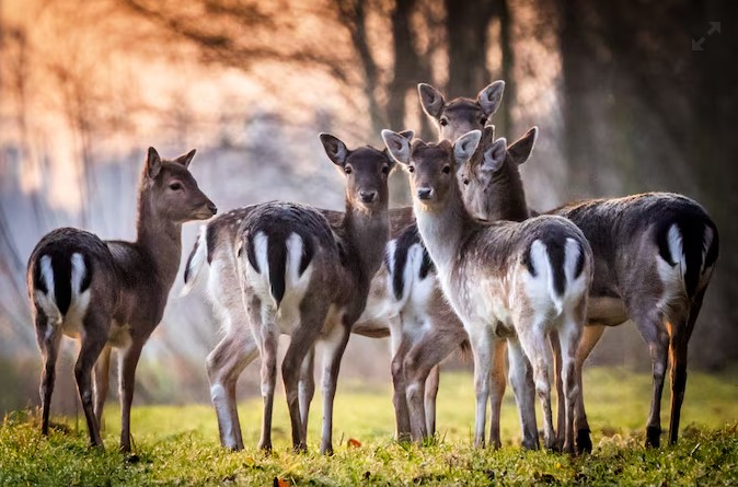 Botsing tussen automobilist en hert op N57