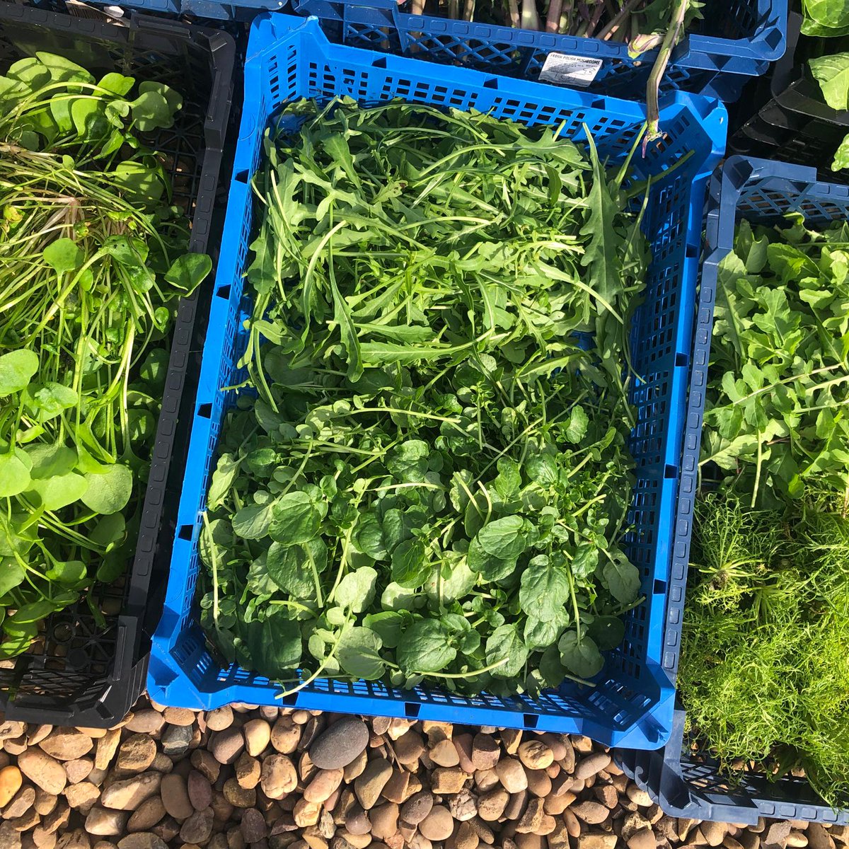 Hambleton Hall Hotel tweet media