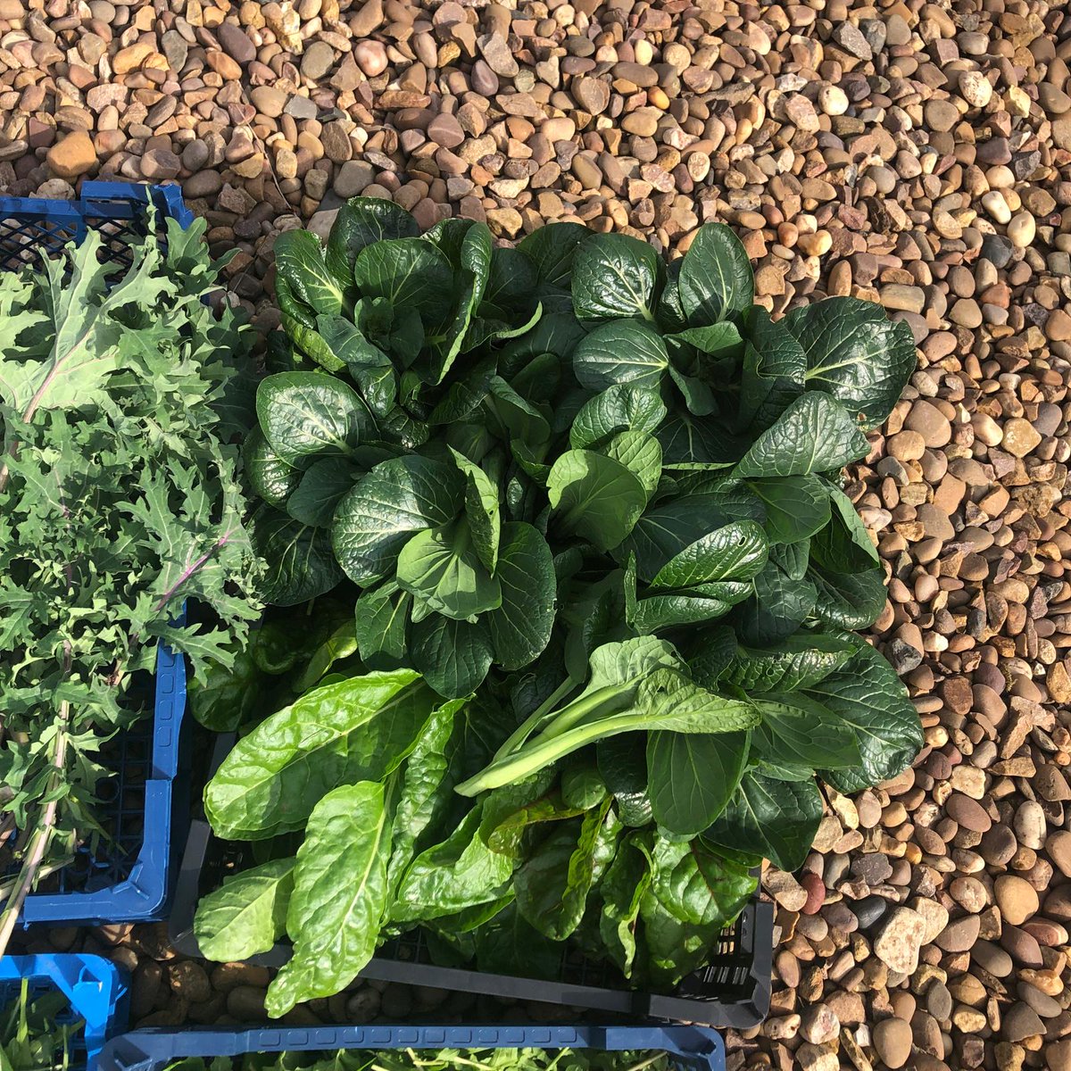 Hambleton Hall Hotel tweet media