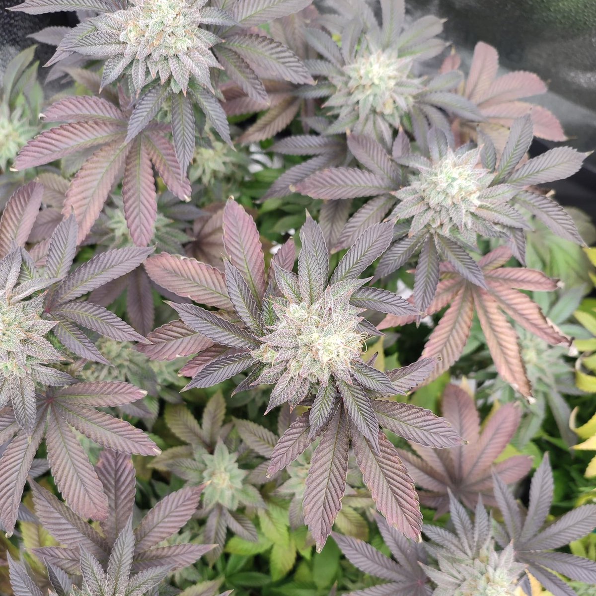 MySeeds_de's tweet photo. Mimosa x Purple Punch = Frost pur & Farben wie im Bilderbuch.
Gibt’s bei https://t.co/TrjFuHTWvn – mit hoher Keimrate & Bestpreis-Garantie
#Homegrow #BarneysFarm #CannabisCommunity #PurpleStrains https://t.co/7C0PEPZQ5b