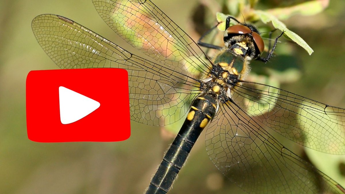 Catch up on our Spring Meeting! 🌸
Weren't able to make our Spring Meeting or would like to re-watch the talks? Fear not, they are now available to watch via our YouTube channel - loom.ly/dk-S2r8 

#dragonfly #conservation #onlineevent #spring #research
