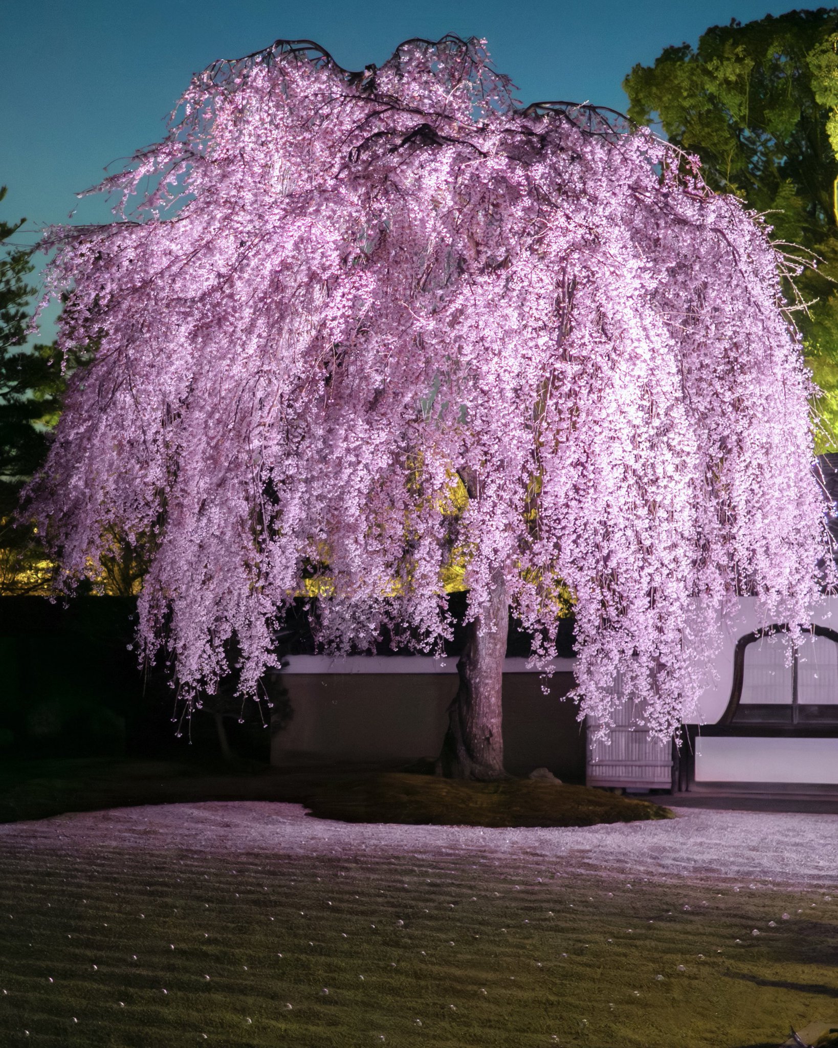 bird/ 桜 オカメザクラ（阿亀桜）｜kazaoka