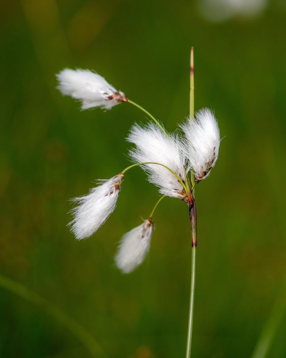 Contrary to its name, Common Cotton-grass is not a grass but a member of the sedge family. The white, fluffy cotton-like flower heads give it its name. 

You can spot this beautiful plant in wet bogs, shallow bog pools and acid fens.

Find out more: freshwaterhabitats.org.uk/species/common…