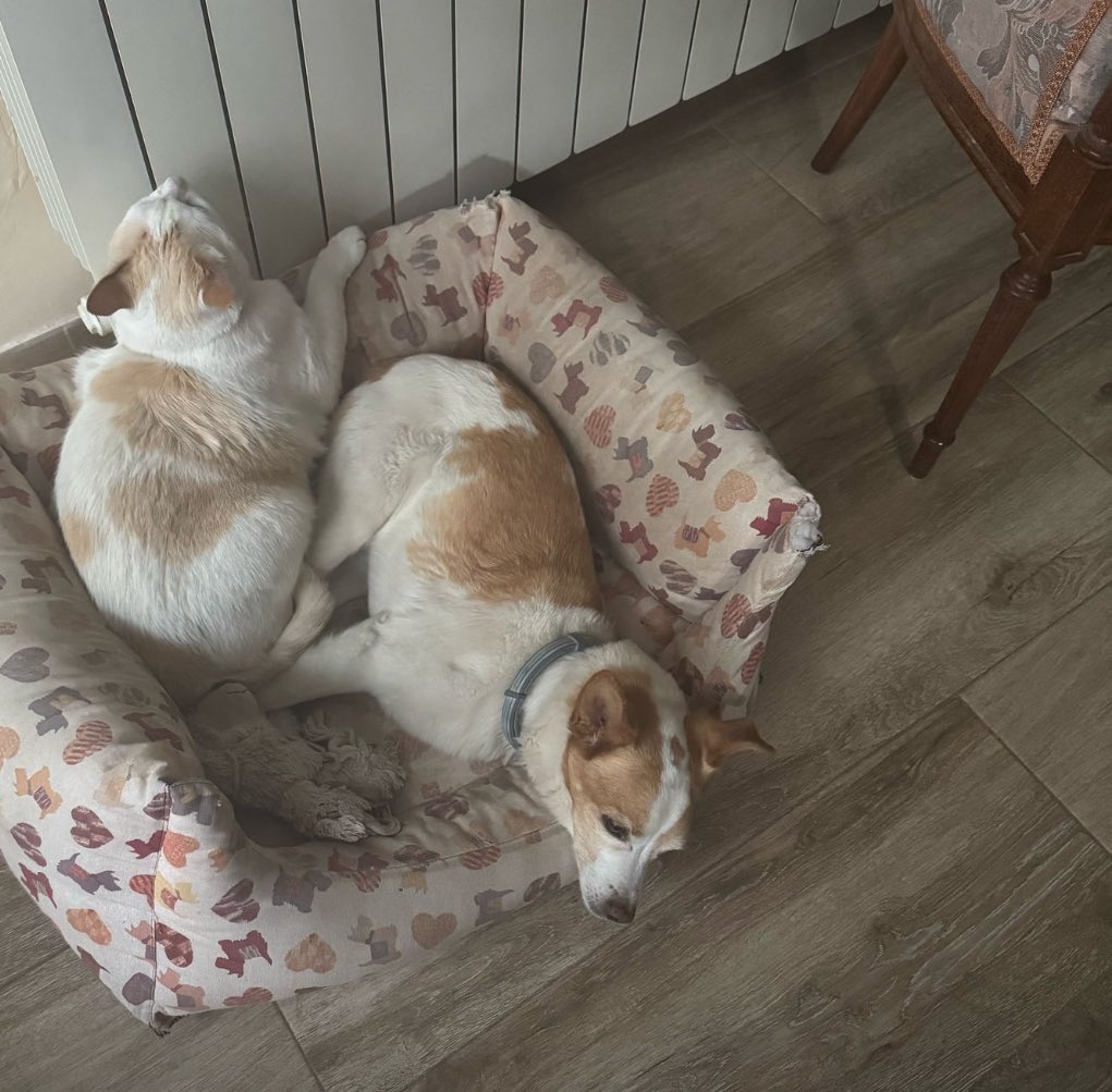 Tomy y Cane♥️♥️