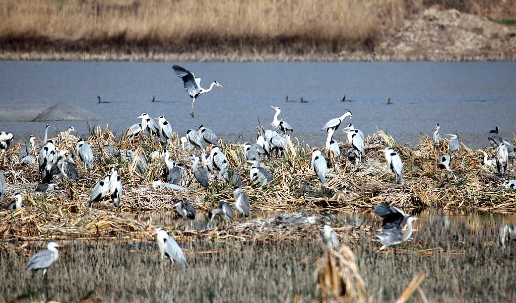 A breathtaking sight along the Yellow River! 🌿✨

Thousands of grey herons have settled in the Dali Yellow River Wetland Nature Reserve in Weinan, Shaanxi, carefully building their nests and incubating their eggs. 🪹🐣 

💚🌏 #GreenChina #WildChina #Biodiversity #NatureLover #NatureWonder #WildlifeConservation #BirdWatching #NatureWonder #SpringPoetryInNature #SpringSymphony
