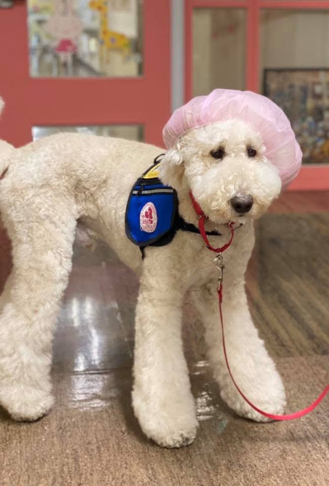 oooooooojiro's tweet image. オペの入室に付き添うモリス、申し訳程度にかぶせられているキャップ姿が最高   聖マリって日本で一番良い大学病院だと思う、勤務犬がいるので