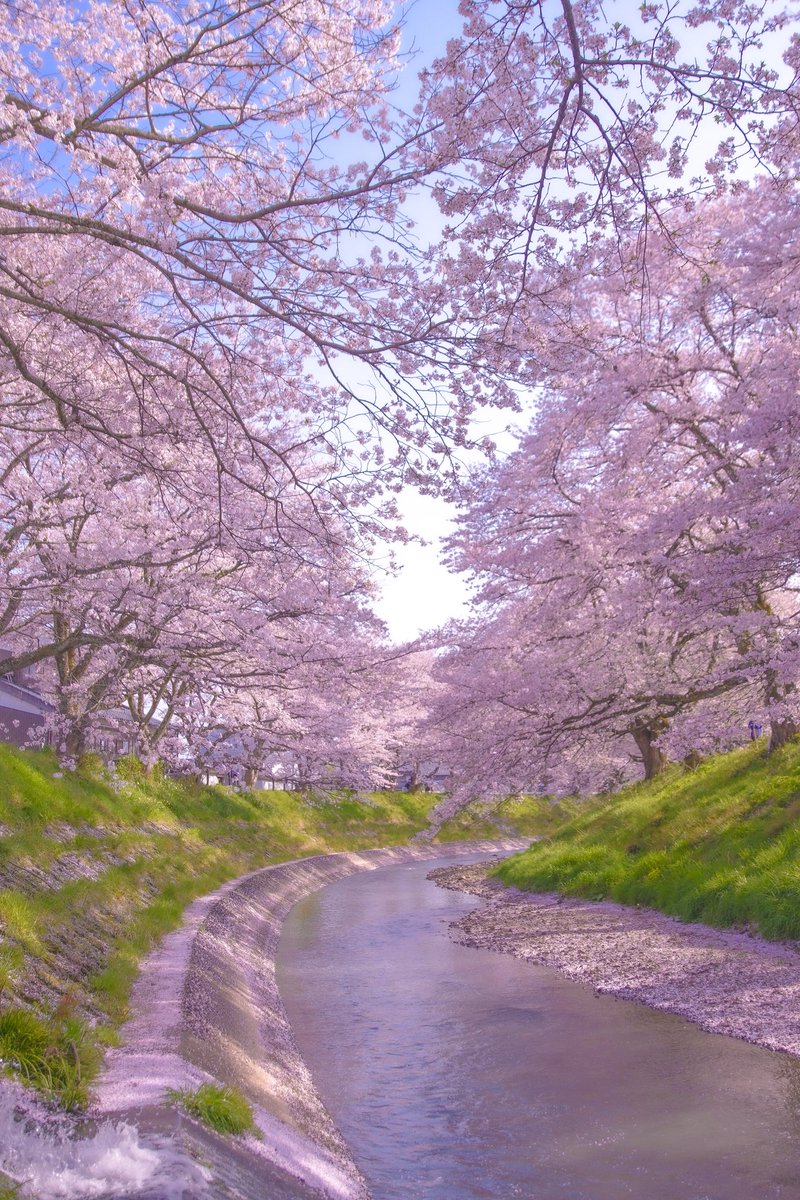 AgPhotogallery's tweet photo. 日本のさくら名所45/100

📍福井県 越前市 吉野瀬川桜並木

福井の本気を見た🌸 https://t.co/ijlsXsQULS