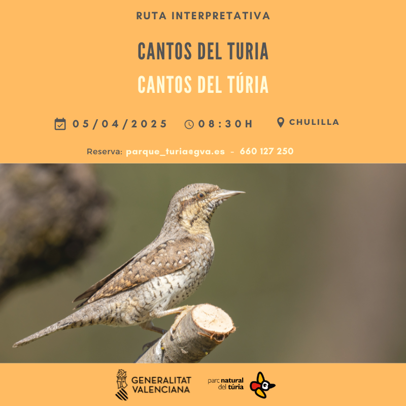 🦜 El PN del Turia os invita a participar en una jornada de avistamiento de aves.
A través de un pequeño recorrido por el bosque de ribera intentaremos identificar, visualmente y a través del canto, las especies de aves que aquí habitan. #gvamediambient
#gvaparcsnaturals