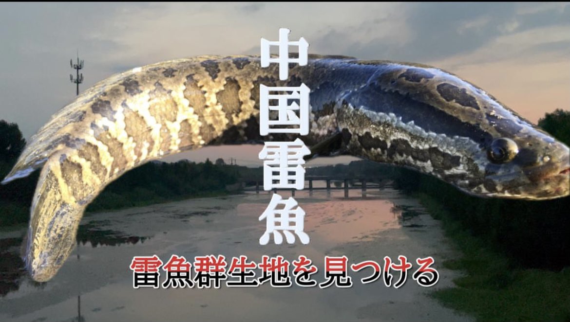 DeenIndigo's tweet photo. 中国で釣りした事ありますか？

https://t.co/AcTcWDRuSb

 #fishing #adventure #china #snakehead #vlog　#eg #ライギョ　#旅　#trip #釣り　#料理　#ガサガサ　#淡水　#水生昆虫 https://t.co/iH3JB47rxN