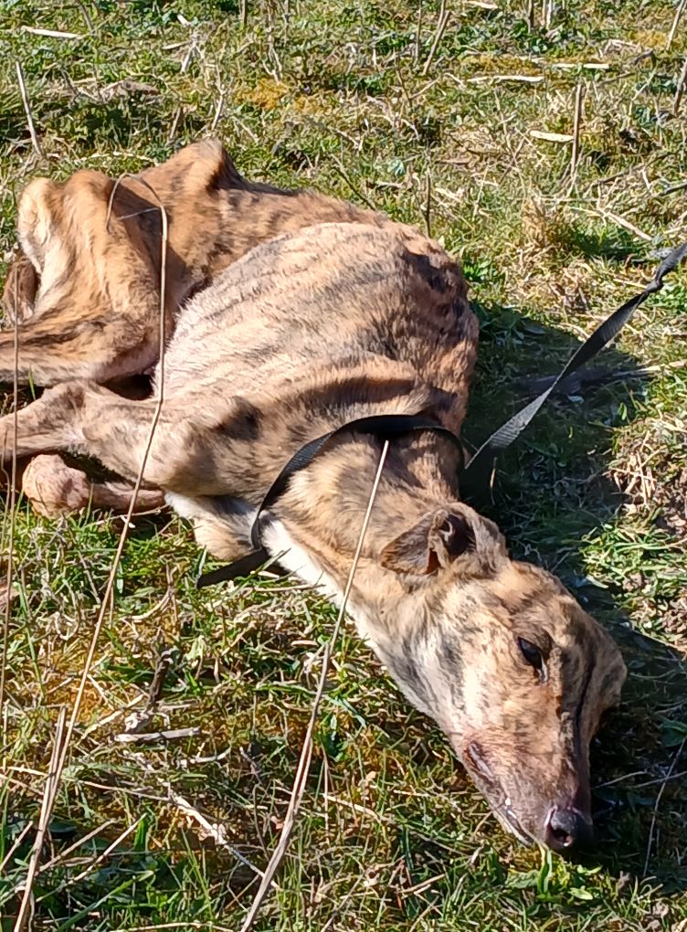 Animal Adoptions UK 🐕‍🦺🐈🐎❤️ tweet media