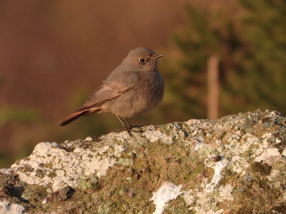 Pleased to find this female Black Redstart on the south-east side of North Hill in Chat Valley #MalvernHills early this morning - my first on the hills for 3 years.

Also a Swallow flew north and Willow Warbler numbers continue to increase with seven males in song.

#WorcsBirds