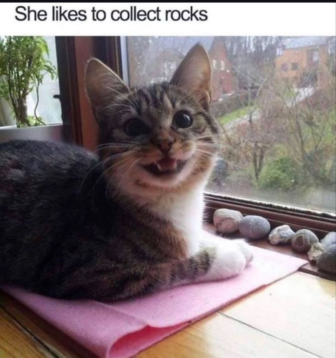 Punch Cat (@punchingcat) on Twitter photo 