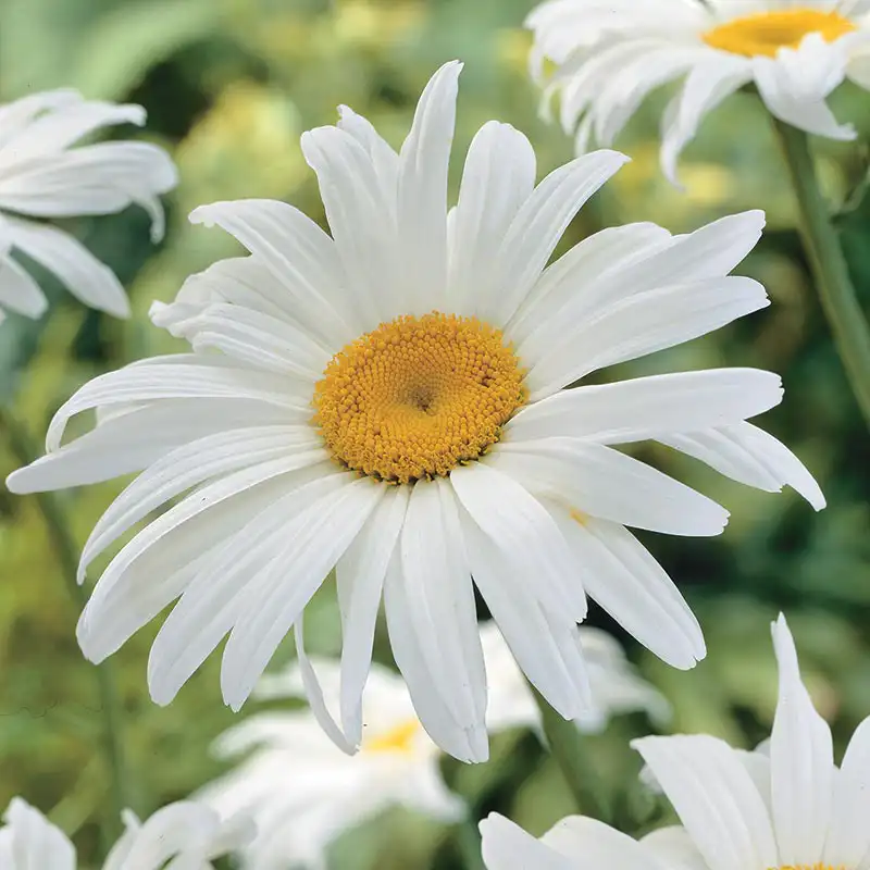 Flower Show tweet media