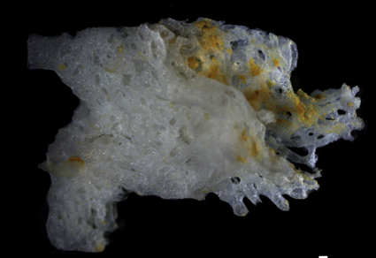 Zootaxa updates tweet media