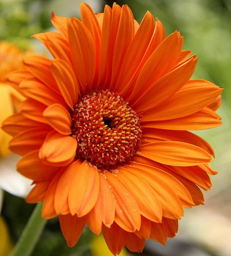 Flower Show tweet media