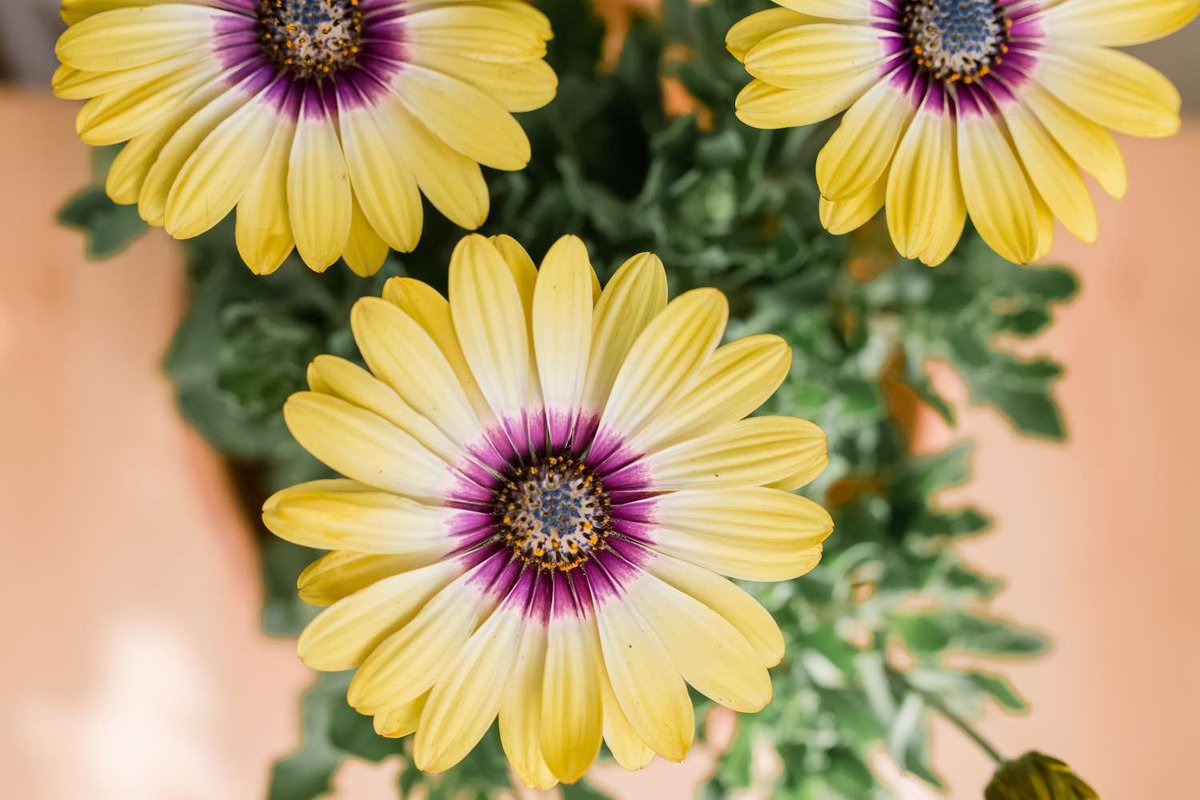 Flower Show tweet media
