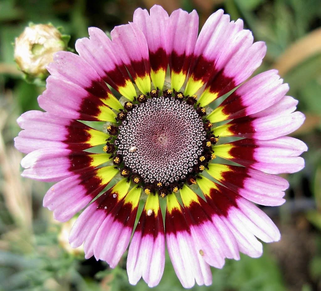 Flower Show tweet media