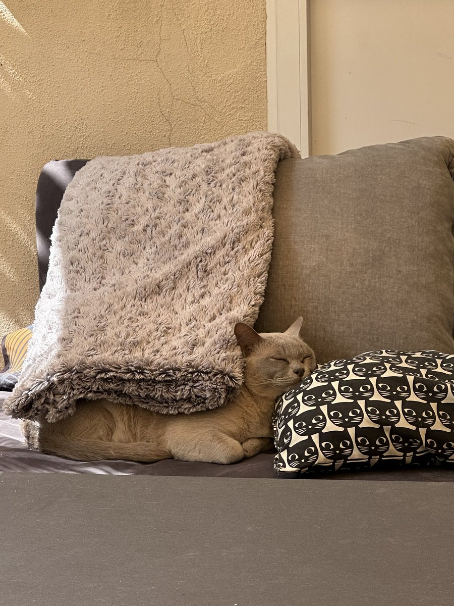 bro is comfortmaxing