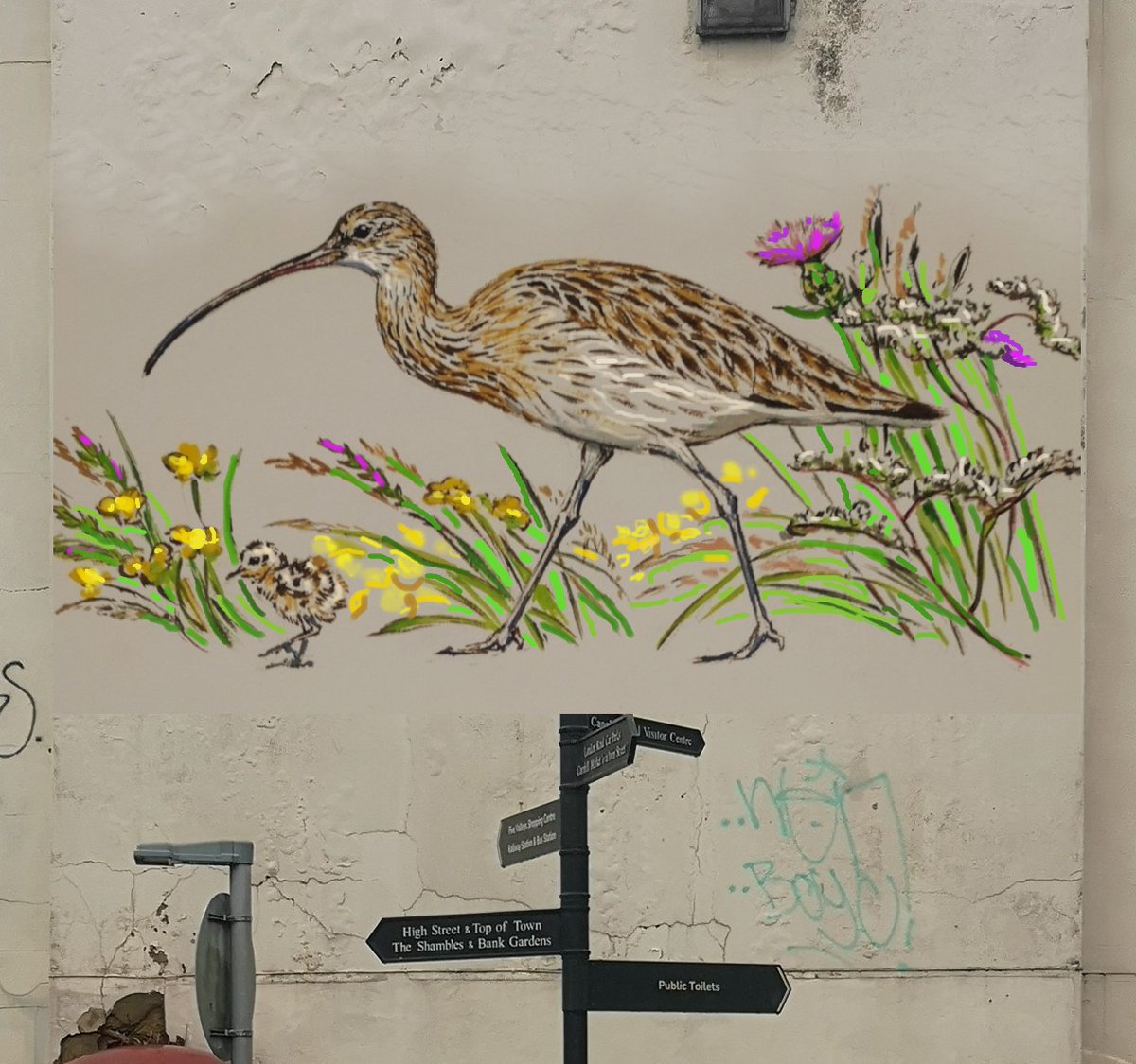 I'm really looking forward to painting a Curlew in Stroud for #WorldCurlewDay You can support the crowdfunder here ➡️curlewaction.org/curlew-mural-f… and help raise awareness of the importance of protecting these beautiful and endangered birds <a href="/CurlewAction/">Curlew Action</a>