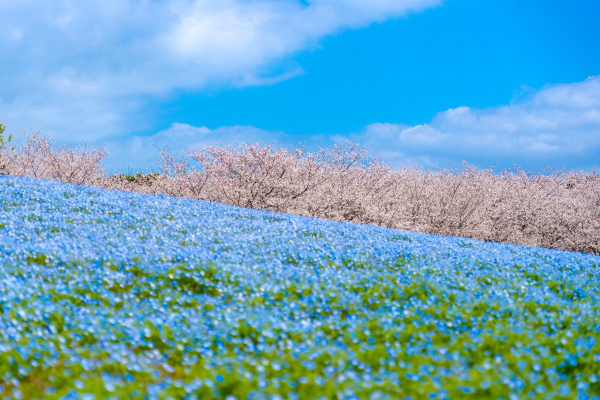 ywakuya's tweet photo. 今年も行ってきました。
 #ふぉと #空 #写真好きな人と繋がりたい #風景 #写真 #海 #福岡県 #海の中道海浜公園 #桜満開 #桜 https://t.co/lfrlLTFSzR
