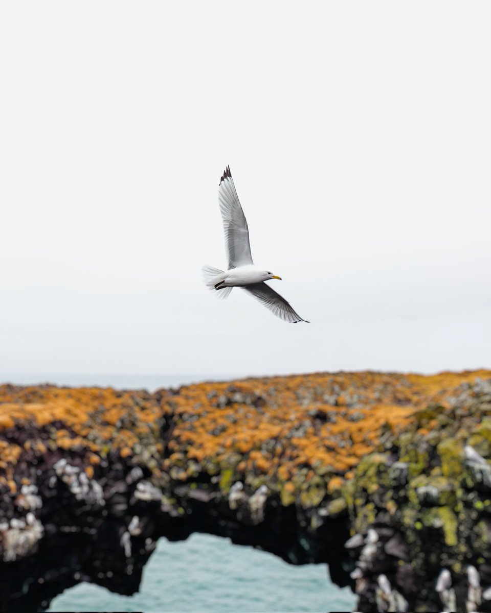 A very happy me and some of the amazing things I saw in Iceland. I made so many images on my phone everyday! :)