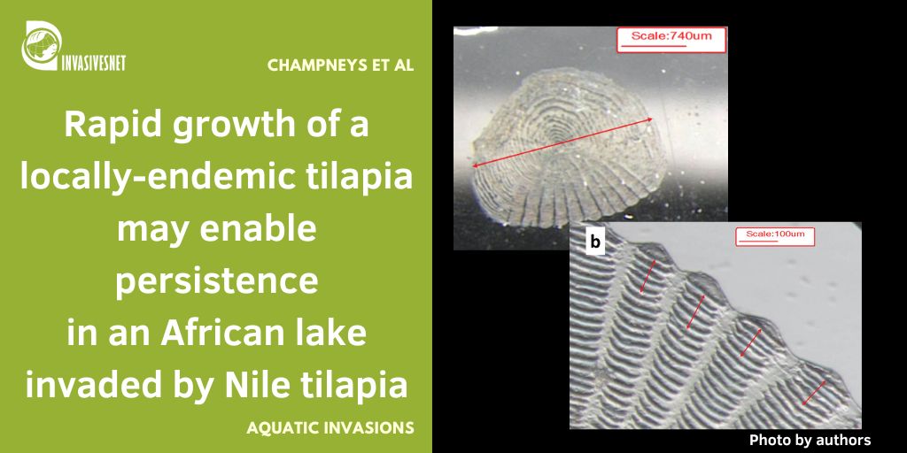 Invasivesnet's tweet image. Persistencia de una especie nativa tras la invasión de la tilapia del Nilo. La persistencia de Oreochromis korogwe puede deberse a una tasa de crecimiento más rápida que la de O. niloticus, especie invasora de gran tamaño. Acceso abierto 👇 buff.ly/HSyvjMx #INVASIVESNET