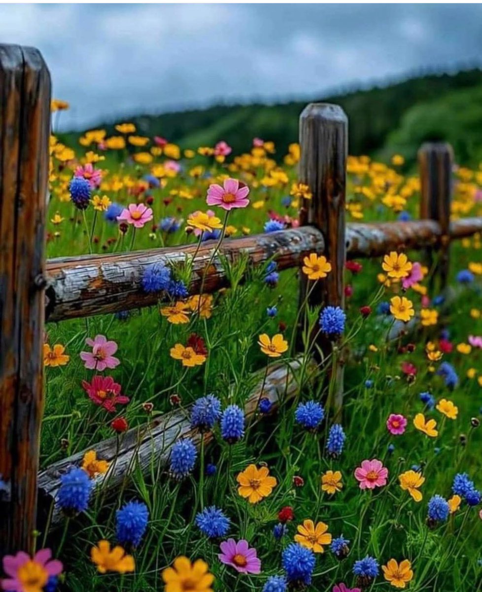 🍃🌼🌱🌺🌱🥀🌱🪻🍃