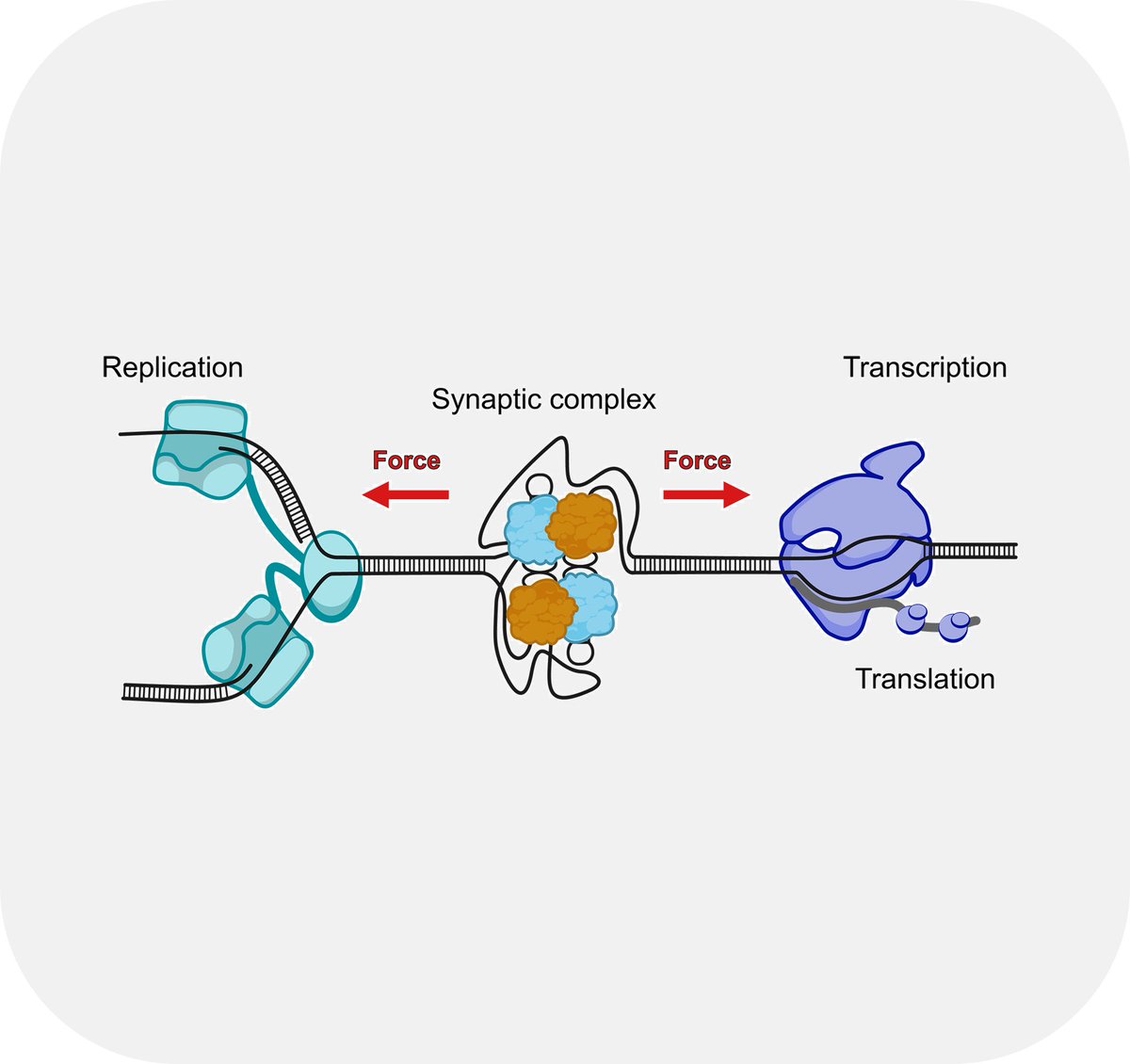 LUMICKS (@lumicks_nl) on Twitter photo Read our latest blog post about groundbreaking research from the lab of Prof. <a href="/Schlierf_Lab/">Michael is feeling blue</a> ! They use the C-Trap to study how the mechanical stability of bacterial synaptic complexes influences antibiotic resistance.
Learn about this study: lumicks.com/bacterial-inte… Read our latest blog post about groundbreaking research from the lab of Prof. <a href="/Schlierf_Lab/">Michael is feeling blue</a> ! They use the C-Trap to study how the mechanical stability of bacterial synaptic complexes influences antibiotic resistance.
Learn about this study: lumicks.com/bacterial-inte…