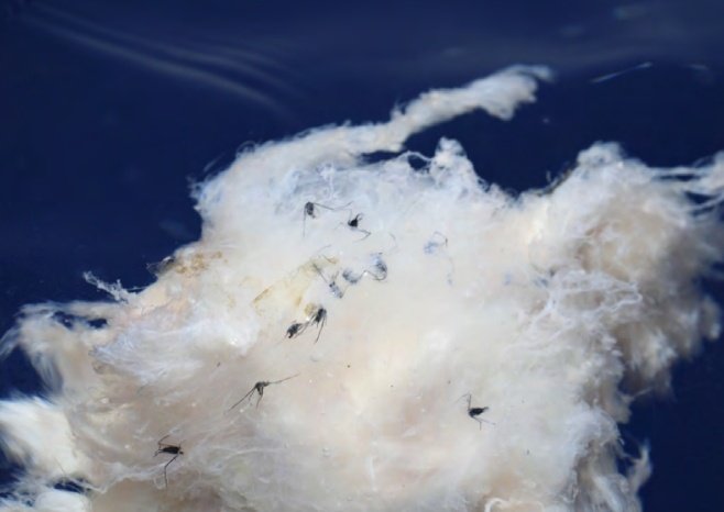 ¿Chinches marinos? Haberlos haylos. No te pierdas este nuevo artículo del Boletín de la AeE 

Halobates micans Eschscholtz, 1822 en las costas de España (Heteroptera, Gerridae)

Descarga en: entomologica.es/publicaciones-…