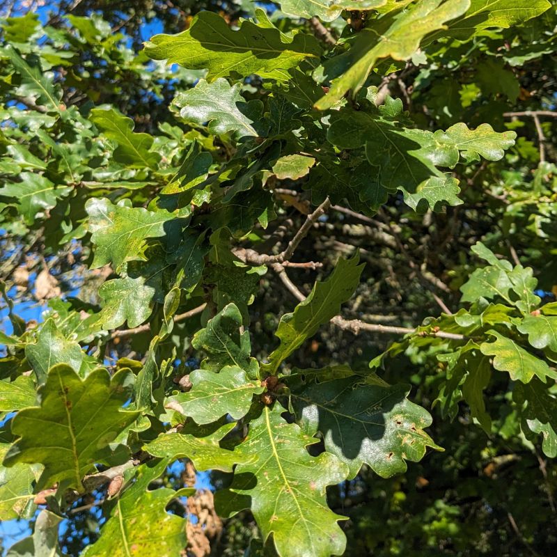 Not all oak trees bear acorns at the same time, just like we all grow at our own pace. This #AutismAwarenessDay, let’s move beyond awareness to true acceptance. Find a link to my latest episode: stephensevolution.com/bearing-acorns…
 #AutismAcceptance #Neurodiversity