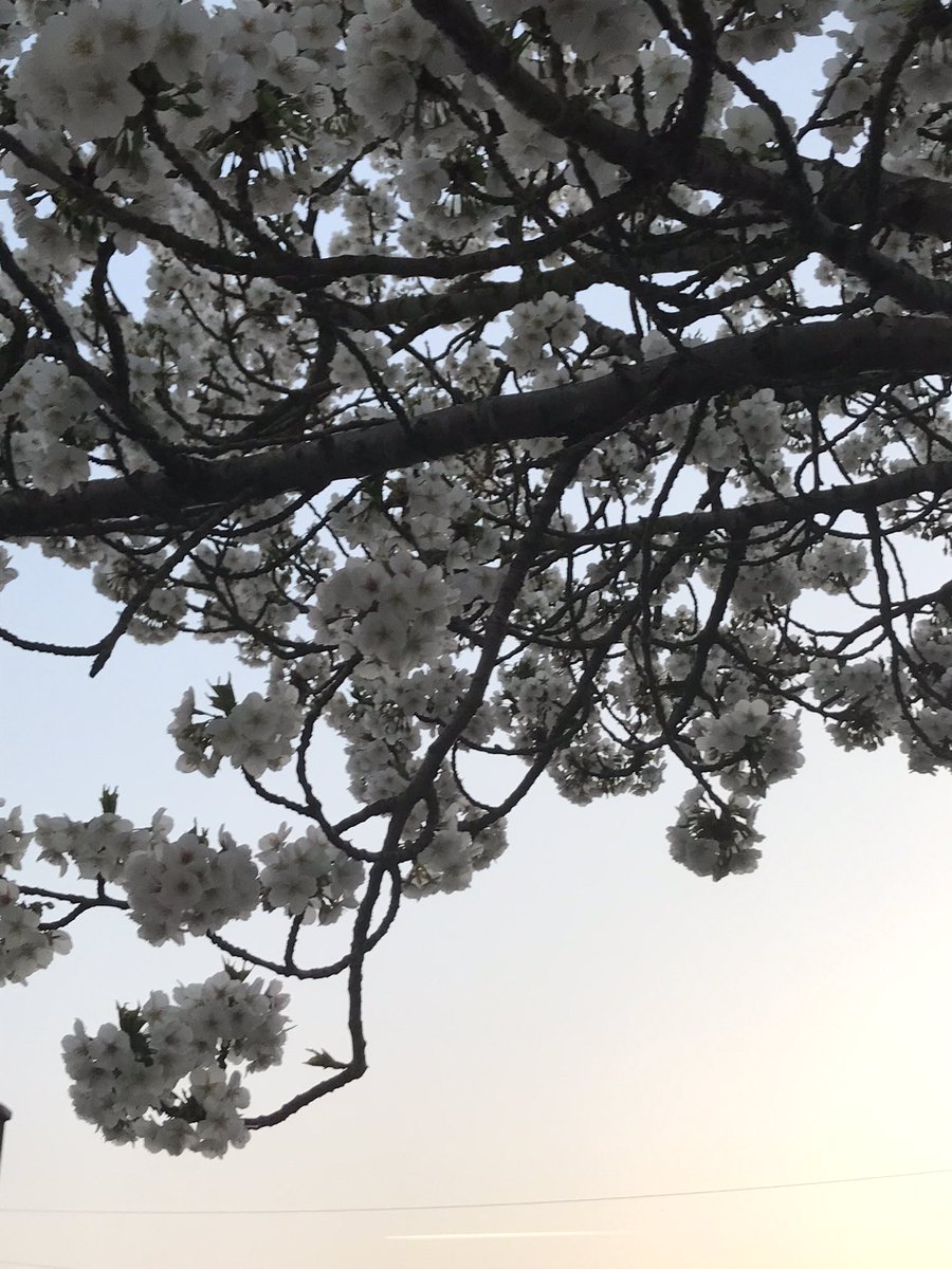 Linda (@lindalinda576) on Twitter photo Beautiful blossom in Thornton Heath! <a href="/THCAT1/">Thornton Heath Community Action Team</a> members - please share your photos of our local stunning trees! Beautiful blossom in Thornton Heath! <a href="/THCAT1/">Thornton Heath Community Action Team</a> members - please share your photos of our local stunning trees!