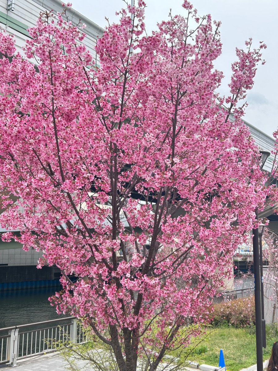 flower159312's tweet photo. 友達とアサイーグリークヨーグルト🫐🍌
この木は梅だと思ったら桜だった🌸 https://t.co/irZy3TIPb8