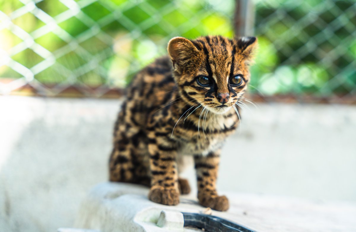 LAFM1150Neiva's tweet image. En el #Huila fueron rescatados y #decomisados por la  CAM, cinco crías de puma yaguarundí y tres crías de tigrillo, las cuales presentaban malas condiciones producto de la tenencia ilegal, la #caza y ataque de perros ferales.