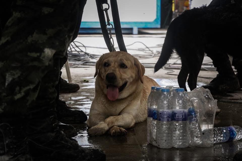 เหนื่อยมั้ยค้าบ สู้ๆน้า ทุกตุวเลย พี่ๆคนไทยรักพวกหนูน้า พวกหนูคือฮีโร่ของคนไทยน่ะ 💗💪🏻