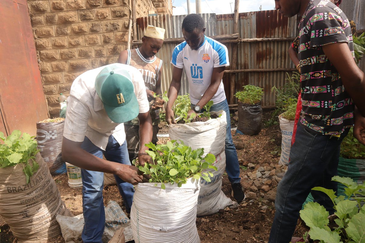 TBT to the Coalition of Grassroot Women Initiative mastering sack gardening with expert Randy Ochieng! 🌱 Thanks to the Jenga Bizna Mtaani program, they’re turning small spaces into thriving vegetable gardens, growing hope and success. 🌿💪 #JengaBiznaMtaani #UrbanFarming