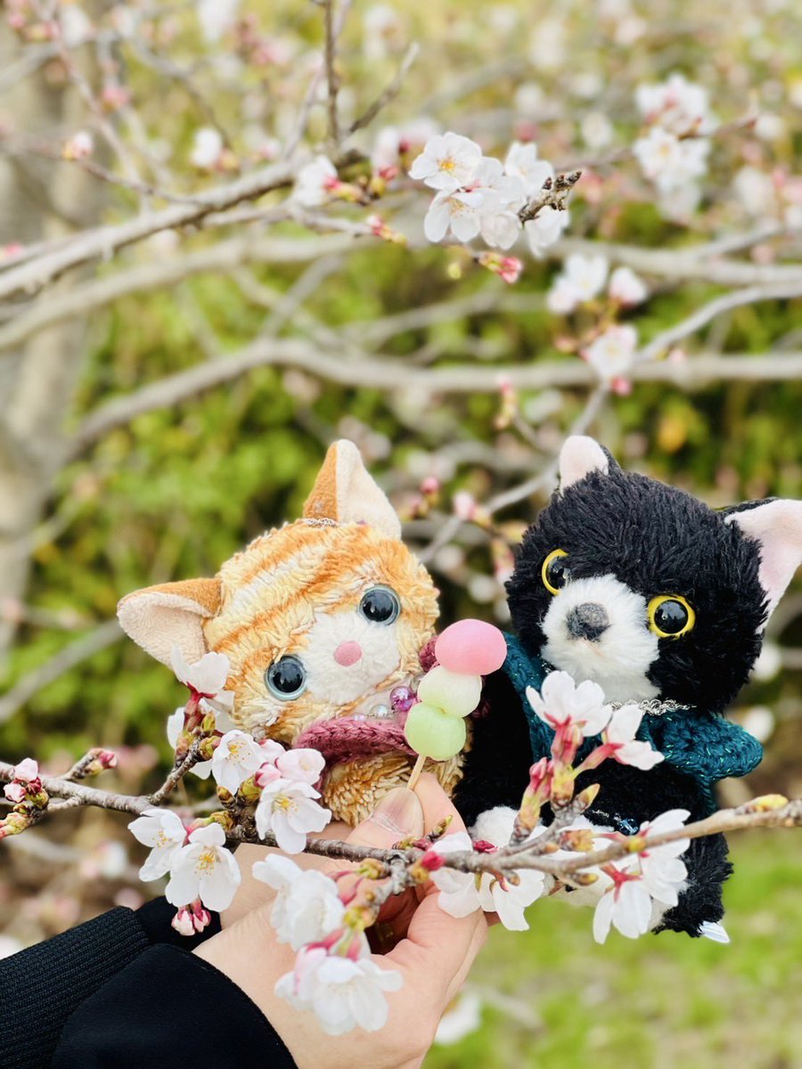 まだ咲き始めのソメイヨシノ🌸
妹が丸め直して小さくしてくれたお団子🍡