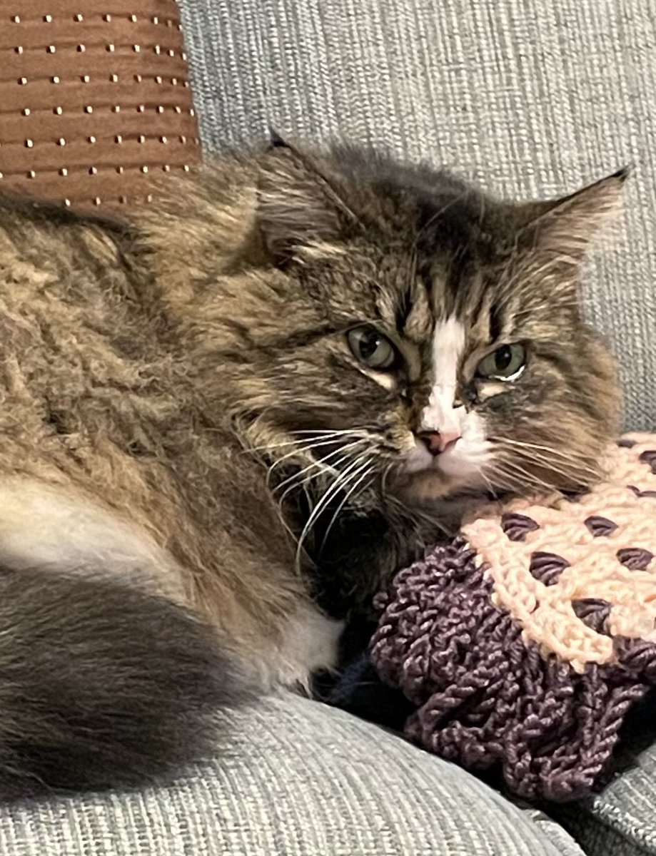 Holly Purr⚜️ (@littlemainecoon) on Twitter photo It’s #WhiskersWednesday and I’m purring up a storm! I hope everyone has a pawsome day!
<a href="/JusticeToAll/">JusticeToAll ~ 🙏 🇺🇦 ⚖️ 🚀</a> <a href="/Robin2020Rockin/">Nyx Cat black panfur goddess of the night</a> <a href="/lucymusiccat/">Angel Lucy Cat</a> It’s #WhiskersWednesday and I’m purring up a storm! I hope everyone has a pawsome day!
<a href="/JusticeToAll/">JusticeToAll ~ 🙏 🇺🇦 ⚖️ 🚀</a> <a href="/Robin2020Rockin/">Nyx Cat black panfur goddess of the night</a> <a href="/lucymusiccat/">Angel Lucy Cat</a>