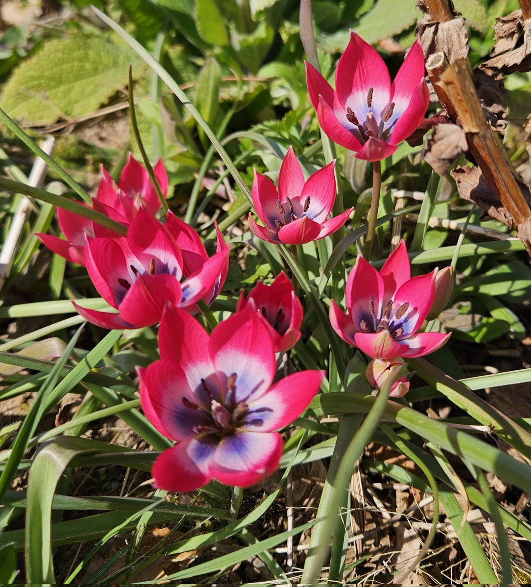 Littleashgarden's tweet image. Tulipa &apos;Little Beauty&apos; sparkling in the sunshine.