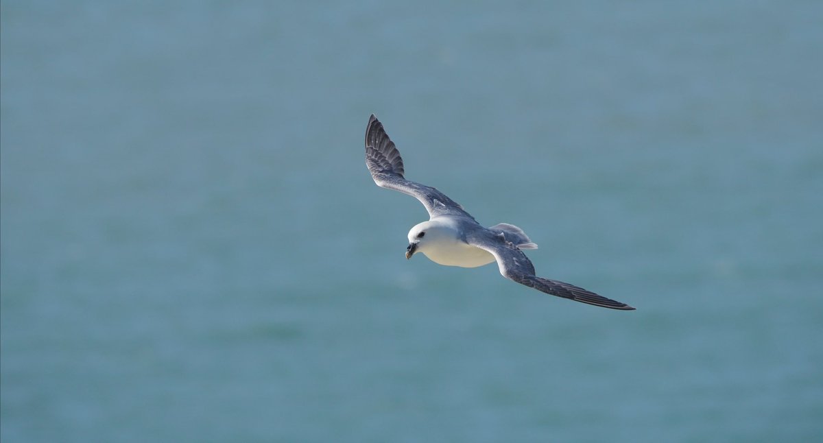 Made a trip to Beachy Head the other day. Gorgeous weather!

Could watch Fulmars for hours 🤩