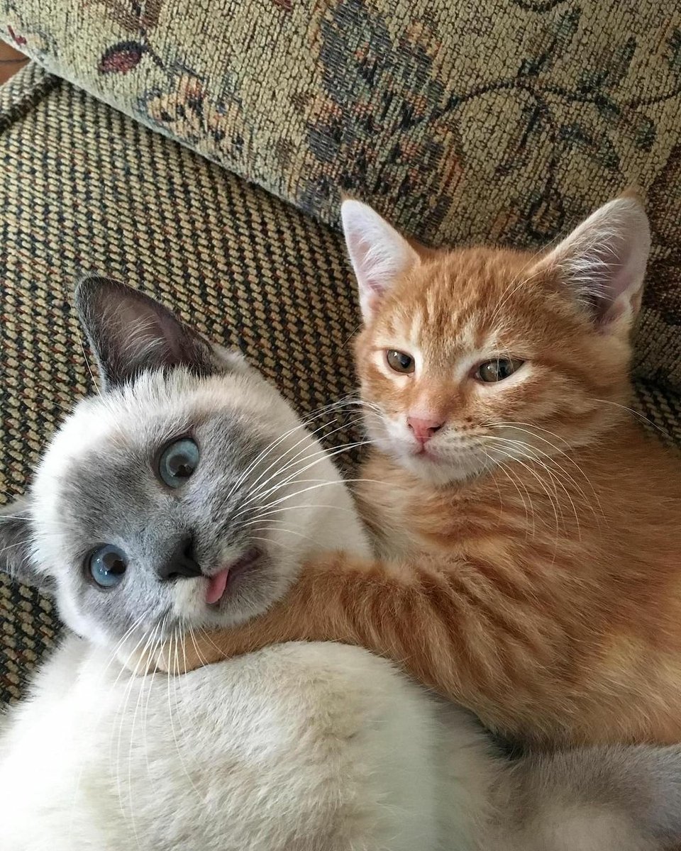 TheCatsX's tweet photo. Best friends ❤ https://t.co/CRVujXctD2