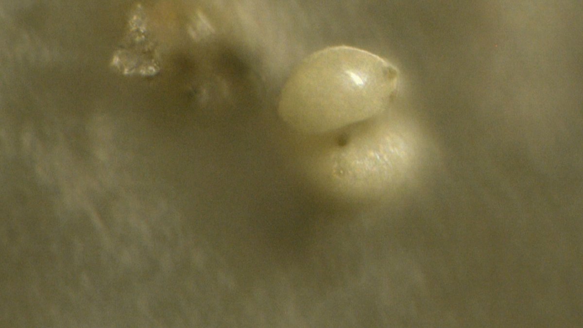 BOMBSHELL: Dr. Jane Ruby sent me a sample of a plastic sheet that was collecting fallout from the skies of Florida. This also collected fallout from a recent "fog" event which sickened a lot of people. We were able to examine the samples both under the microscope and also via
