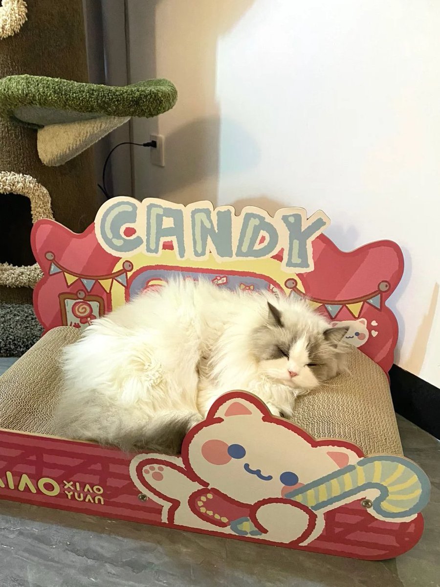 Charlottecdly's tweet photo. 이 작은 봉제인형 고양이는 너무 푹 자고 있어요 https://t.co/4CwtXIP58U