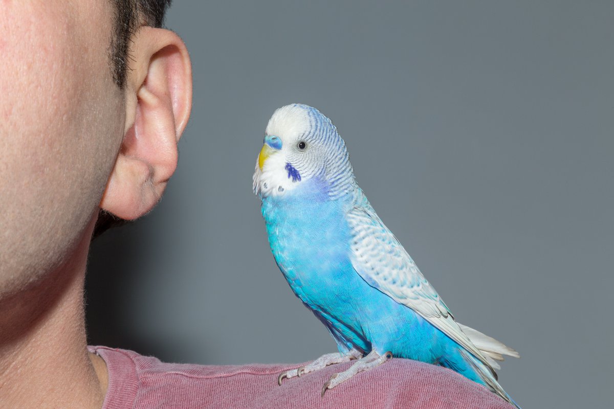 CogniFit's tweet image. 🧠 New research reveals that budgerigars have speech circuits like humans — a discovery that may help develop better interventions for speech disorders. 🗣️

📖 ow.ly/XJQ650VtlmR

🎧 ow.ly/4KUF50VtlmO

#SpeechTherapy #Neuroplasticity #LanguageDisorders #AIGenerated