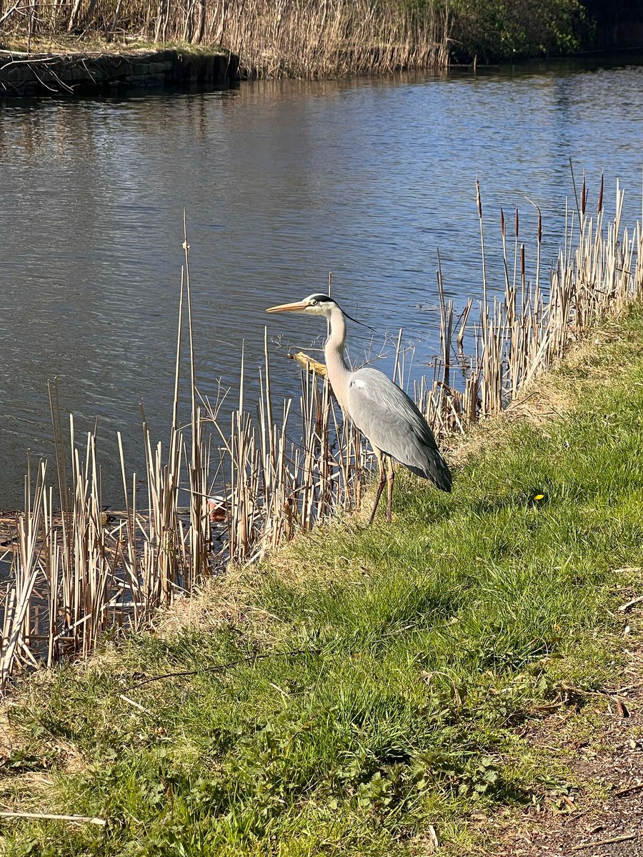 Waterside_Acad's tweet photo. Set aside the Leeds Liverpool canal we are lucky to have this on our doorstep. Our staff are trained as paddle sport instructors enabling us to seize these opportunities for our students to connect with nature 🍃slide along to see the wildlife we saw today @CanalRiverTrust https://t.co/4itGXYYRMx