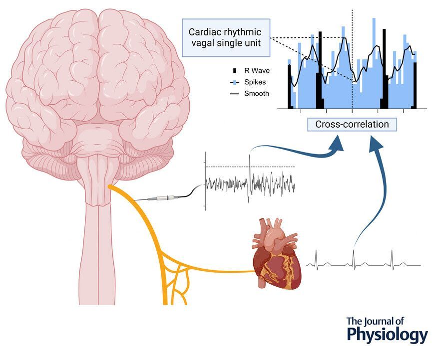 Journal of Physiology (@jphysiol) on Twitter photo David G. S. Farmer (<a href="/STMneurosci/">Monash STM Neuroscience</a>) et al. investigated firing properties of single axons with cardiac #rhythmicity in the human cervical vagus nerve 🧠 🫀
📜 Read the #Research here: buff.ly/KO6gS2d David G. S. Farmer (<a href="/STMneurosci/">Monash STM Neuroscience</a>) et al. investigated firing properties of single axons with cardiac #rhythmicity in the human cervical vagus nerve 🧠 🫀
📜 Read the #Research here: buff.ly/KO6gS2d