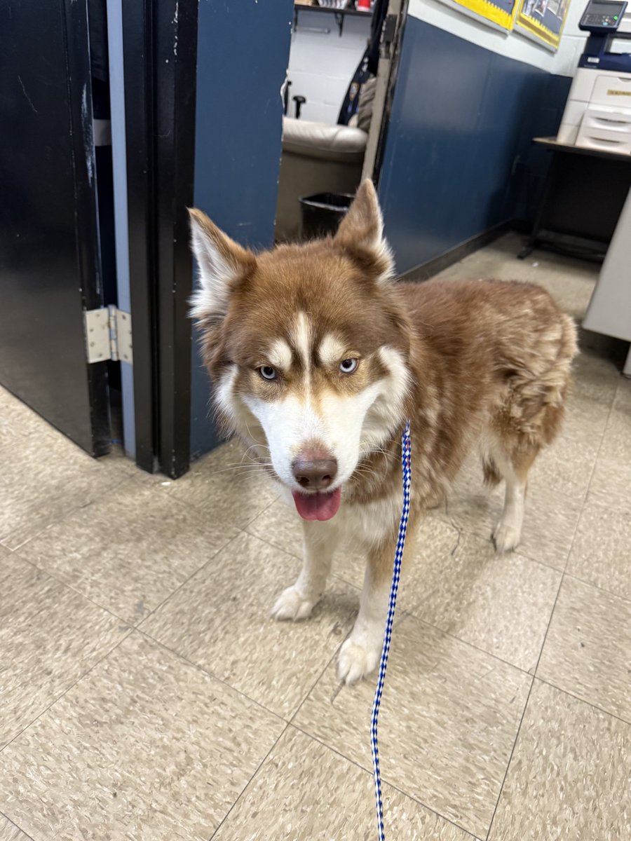 This beautiful puppy was found in the area of Shore Road and 86th Street around 12:30pm. If you know her owner, please contact the precinct at 718-439-4211. We want to reunite her with her family as soon as we can!