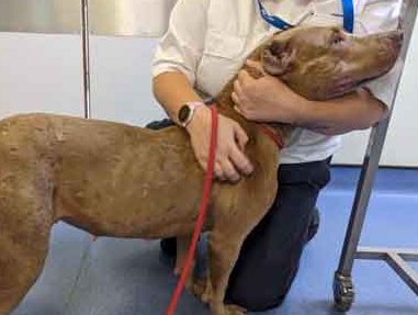 AdoptionsUk's tweet image. Please retweet , CONVICTED (2024) | Mathew Luke Russell, born c. 2003, of Underhill Crescent, #Abergavenny NP7 – caught on camera beating his dog; kept ‘fighting’ dogs #WALES #UK  AVOIDS JAIL‼️‼️
Details and video clip👇
ukanimalcrueltyfiles.org/category/dogs/…
So-called dog trainer Russell…