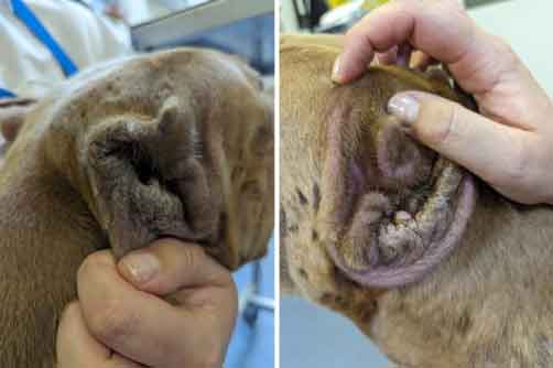 AdoptionsUk's tweet image. Please retweet , CONVICTED (2024) | Mathew Luke Russell, born c. 2003, of Underhill Crescent, #Abergavenny NP7 – caught on camera beating his dog; kept ‘fighting’ dogs #WALES #UK  AVOIDS JAIL‼️‼️
Details and video clip👇
ukanimalcrueltyfiles.org/category/dogs/…
So-called dog trainer Russell…