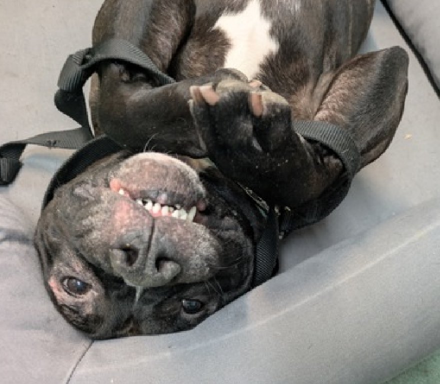 Our boy Bart is listed TBK 4/3
Miracle Lane Rescue would like to save him, but needs a foster

Please DM
<a href="/NMBewitched/">NMHP</a>
if you can #foster Bart

He is a wonderful boy!